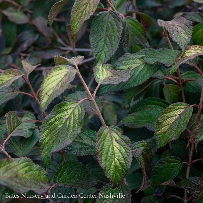 #5 Viburnum plic tom Mariesii/ Doublefile