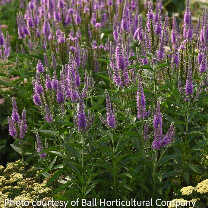 #1 Veronica x Skyward 'Lilac'/ Speedwell