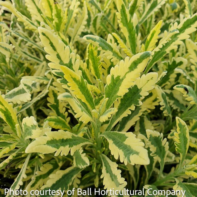 Tropical #1 Lavandula Meerlo/ Variegated Lavender - No Warranty