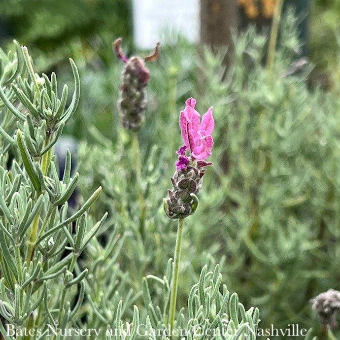 #1 Lavandula The Princess/ Spanish Lavender - No Warranty