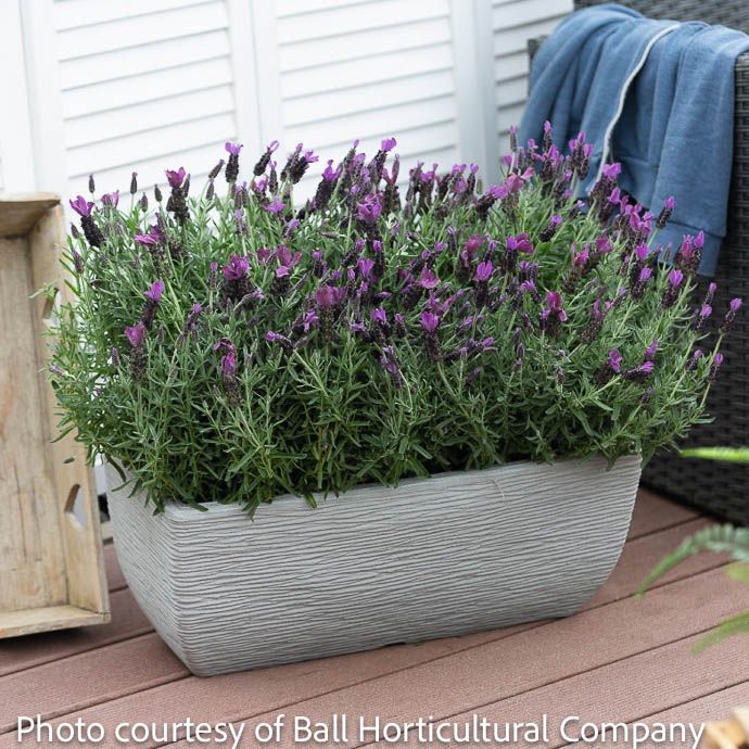 #1 Lavandula 'La Diva Big Night'/ Spanish Lavender - No Warranty