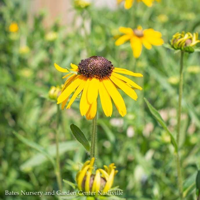 #1 Rudbeckia ful var speciosa Viette's Little Suzy/ Showy Black-Eyed Susan Native (R)