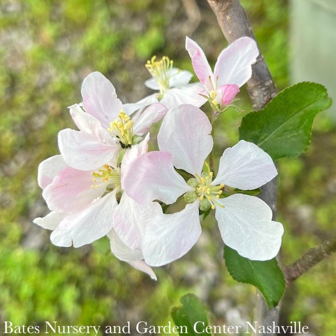 Edible #5 Malus Gala/ Semi-dwarf MidSeason Apple