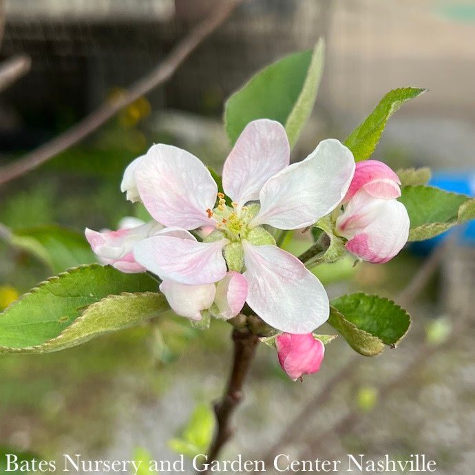 Edible #5 Malus Gala/ Semi-dwarf MidSeason Apple