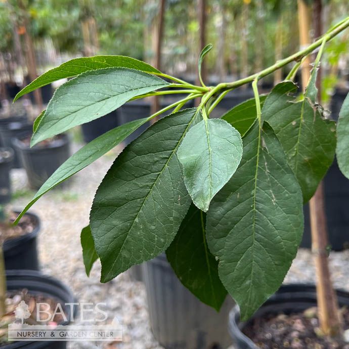 Edible #5 Prunus x Superior/ Semi-dwarf Plum