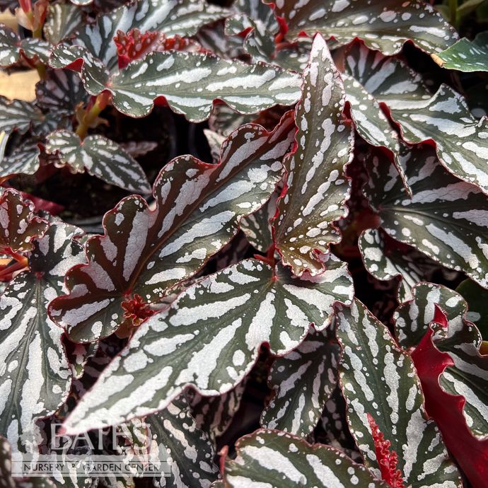 4p! Begonia Spotlight  /Tropical