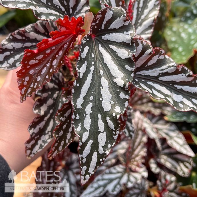 4p! Begonia Spotlight  /Tropical