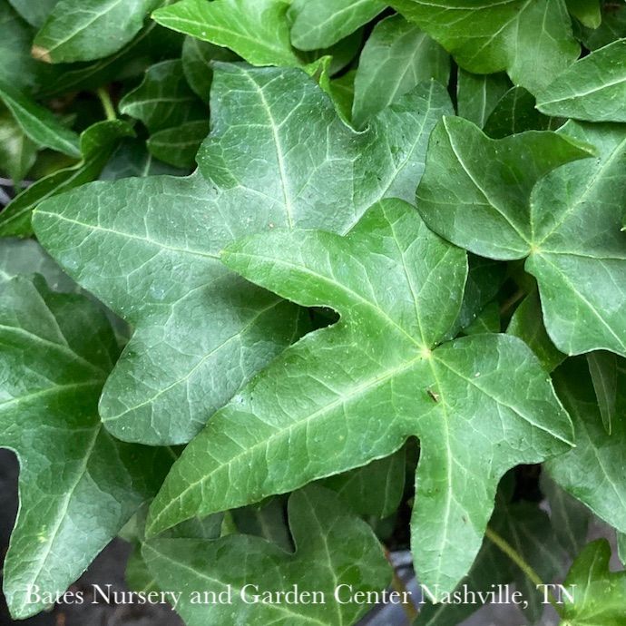 6p! Ivy Needlepoint Ivy /Tropical