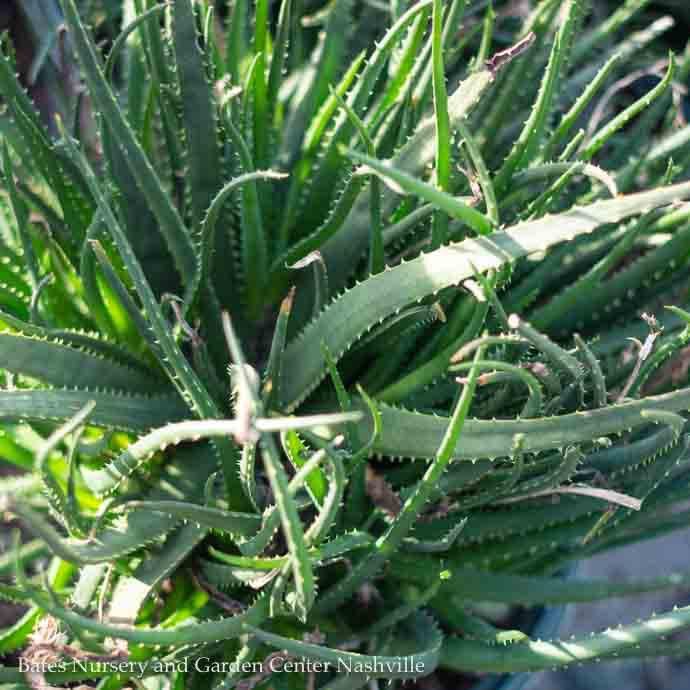 Tropical #1 Aloe Safari Sunrise