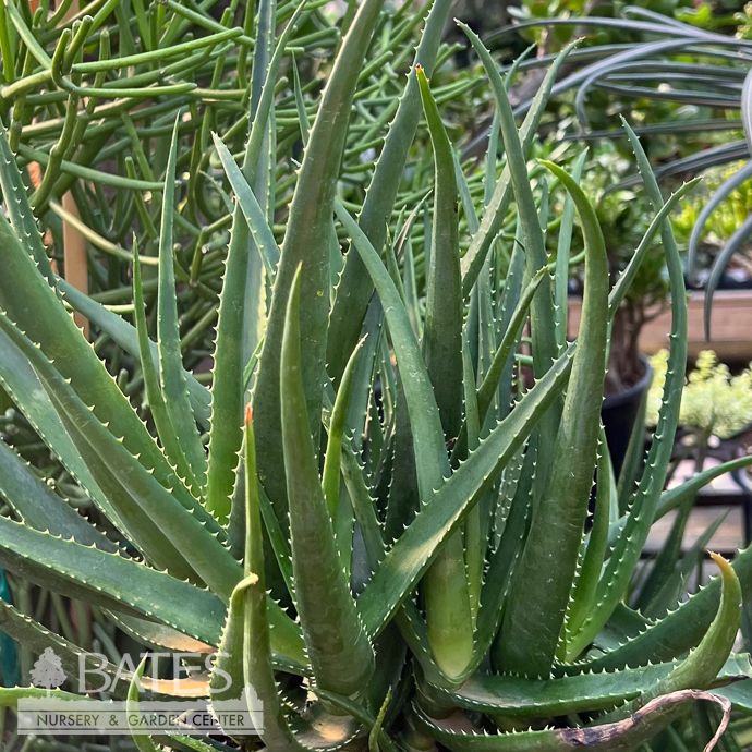 Tropical #1 Aloe Safari Rose