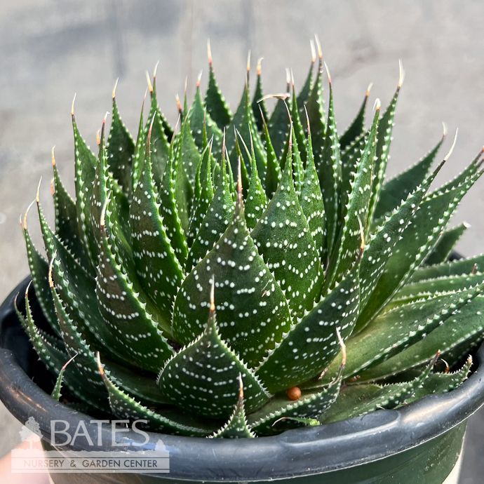 Tropical #1 Aloe Ari Ami