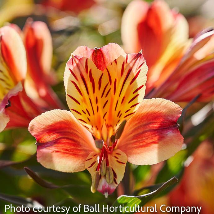 Tropical #2 Alstroemeria Summer Paradise 'Indian Summer' PP/ Orange Peruvian Lily