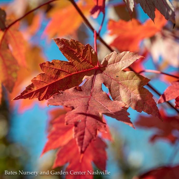 #7 Acer x free Autumn Blaze/ Red Maple