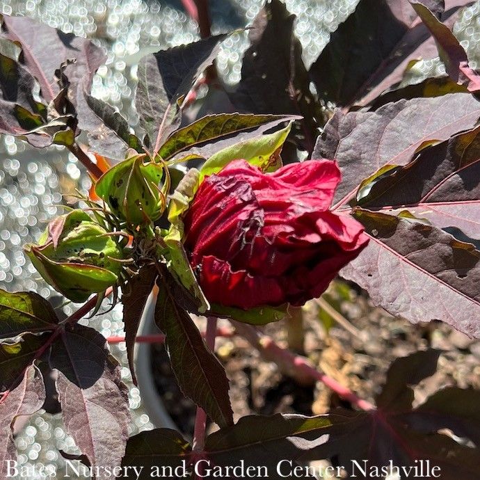 #2 Hibiscus mosc Moonshadow 'Carmine' / Red Hardy Native (TN)
