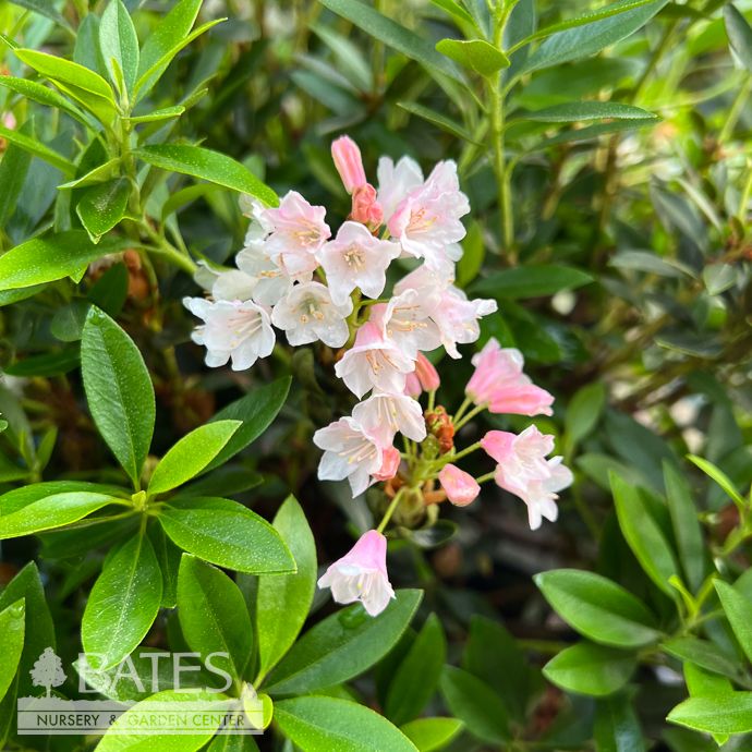 #3 Azalea x Bloombux 'Magenta'