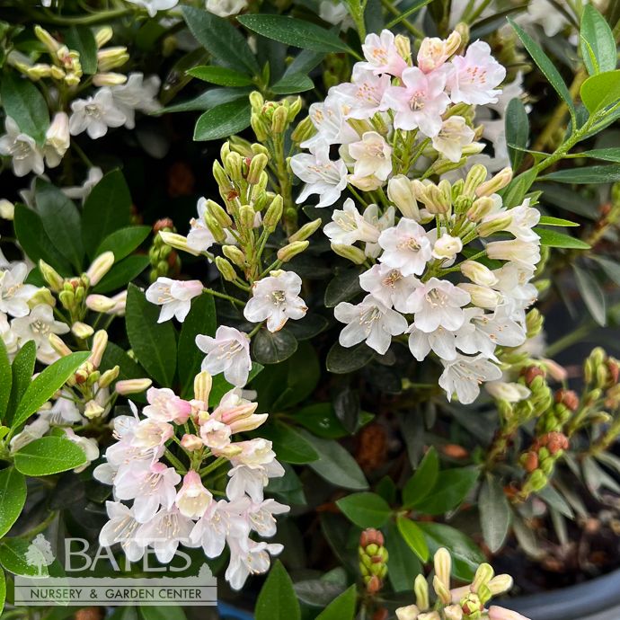 #3 Azalea x Bloombux 'Blush'