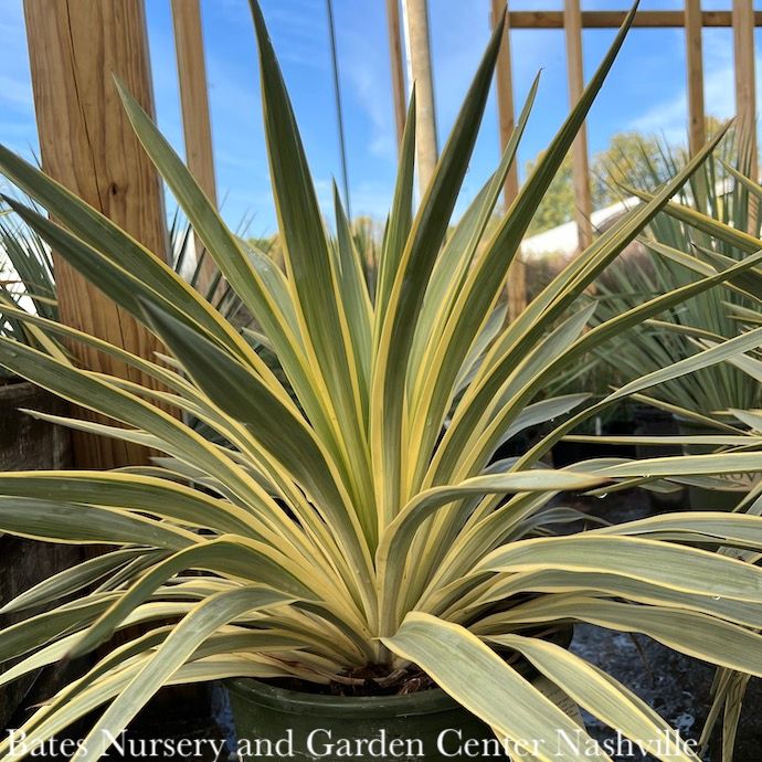 #2 Yucca glor var rec Bright Star/ Variegated Native (R)