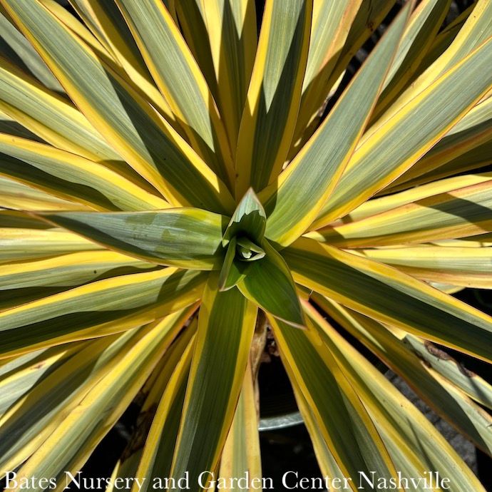#2 Yucca glor var rec Bright Star/ Variegated Native (R)