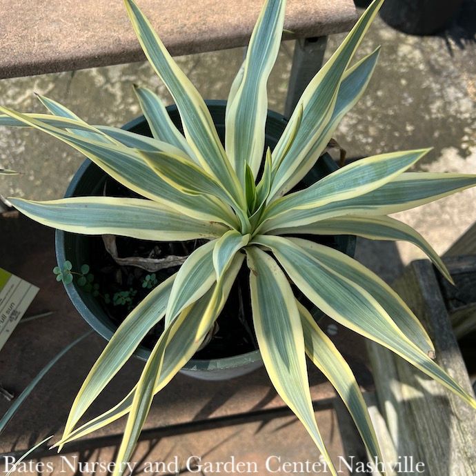 #2 Yucca glor var rec Bright Star/ Variegated Native (R)