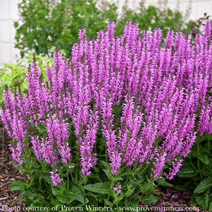 #1 Salvia hybrida PW Color Spires 'Back to the Fuchsia'