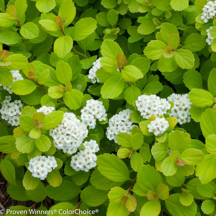 #3 Spiraea bet PW Glow Girl/ Birchleaf