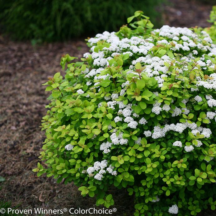 #3 Spiraea bet PW Glow Girl/ Birchleaf