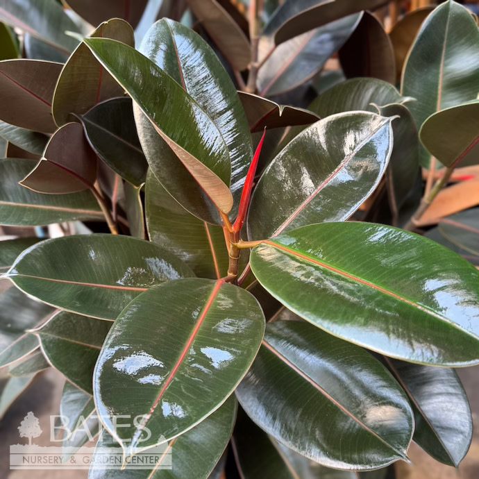 10p! Ficus Burgundy BRAID /RubberTree /Tropical - No Warranty