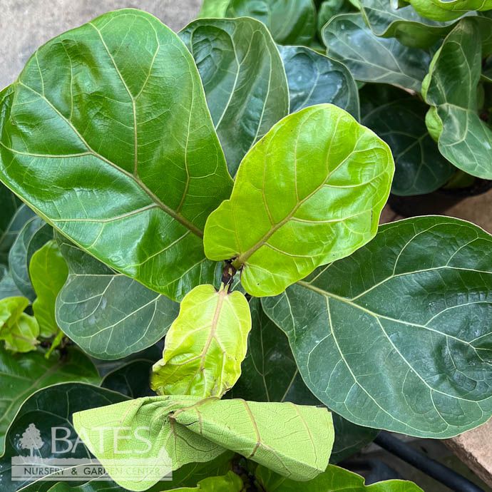 10p! Ficus Lyrata Bambino STD Dwarf Fiddleleaf /Tropical - No Warranty