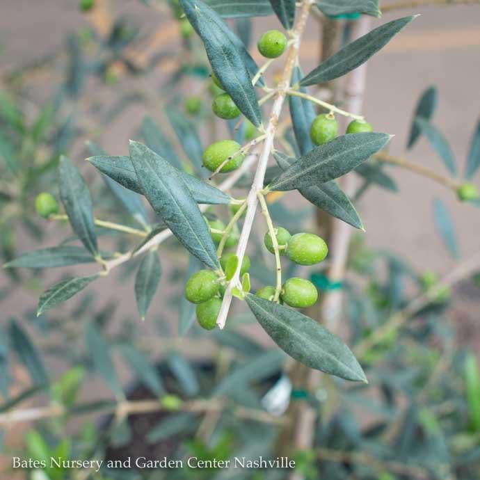 5p! Olea euro Arbequina/ Olive Bush /Tree Ornamental /Tropical