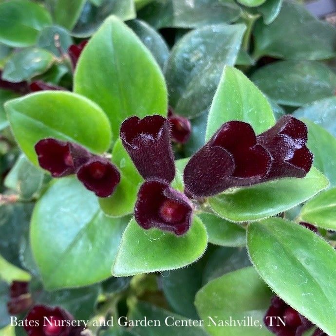 8hb! Aeschynanthus Mona Lisa /Lipstick Plant Hanging Basket /Tropical