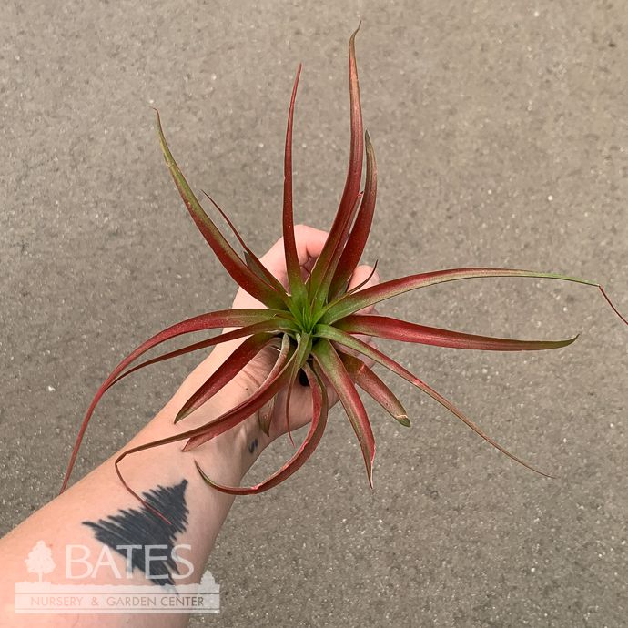 Tillandsia / Air Plant Abdita Premium Hyb 5-7" each