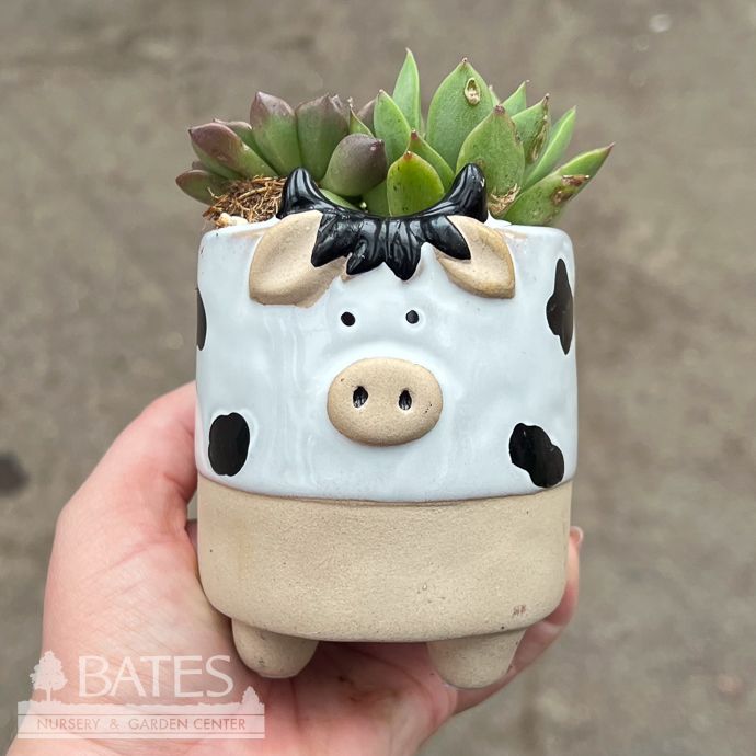 3.5P Ceramic Mini Cow w/Succulent Combo