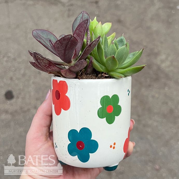 3.5P Boho Blossom w/Succulent Combo