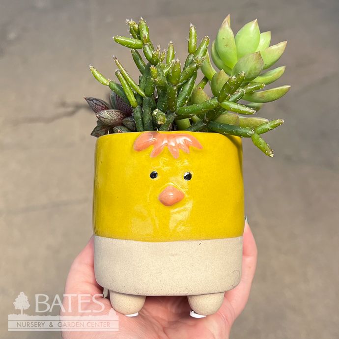 3.5P Ceramic Mini Chick w/Succulent Combo