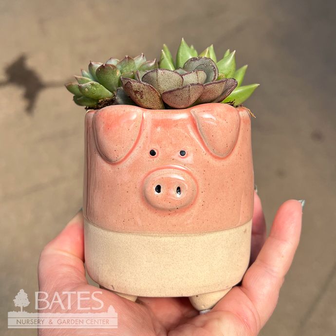 3.5P Ceramic Mini Pig w/ Succulent Combo