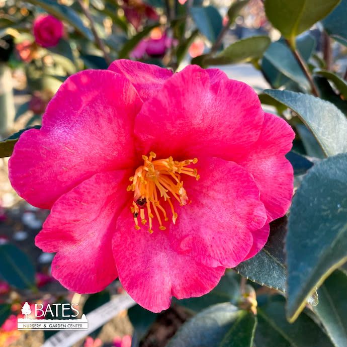 #3 Camellia sas Kanjiro/ Cerise Pink Semi-Double - No Warranty