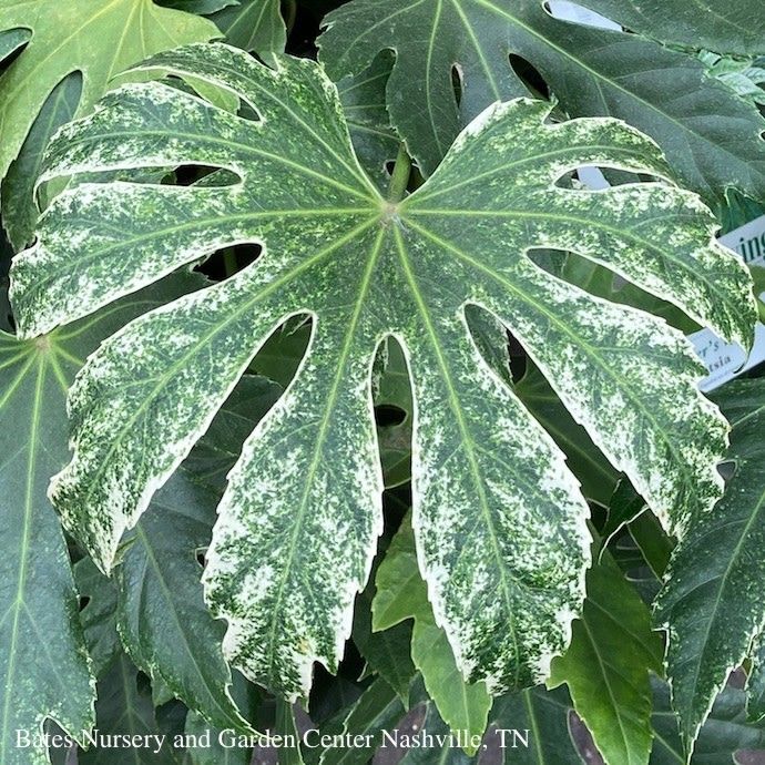 #2 Fatsia japonica SL Spider's Web/ Variegated Japanese Aralia /Tropical