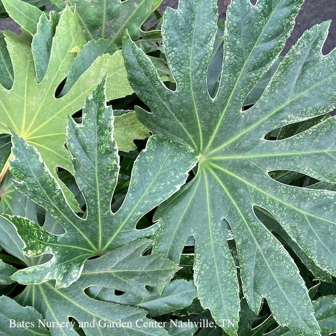 #2 Fatsia japonica SL Spider's Web/ Variegated Japanese Aralia /Tropical