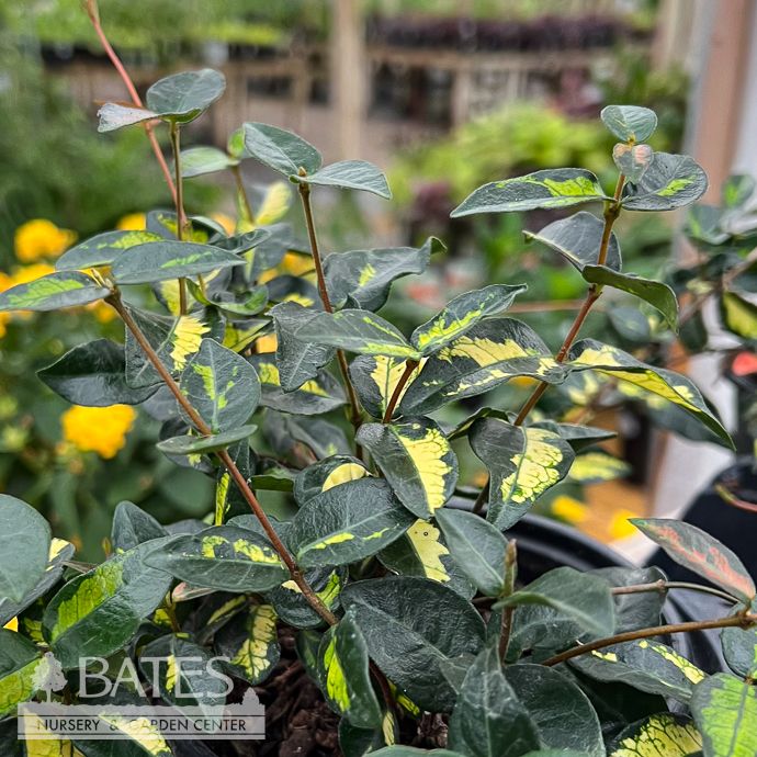 Tropical #QT Trachelospermum asia Summer Sunset/ Variegated Asian Jasmine - No Warranty