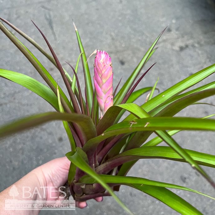Tillandsia / Air  Plant Antonio 10-12" each