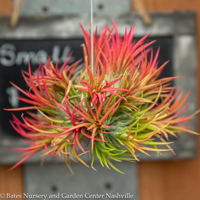 Tillandsia / Air Plant Ionantha Fuego Hanging Cluster 2-4"