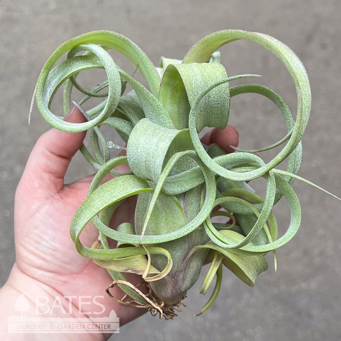 Tillandsia / Air Plant Curly Slim 5-7"