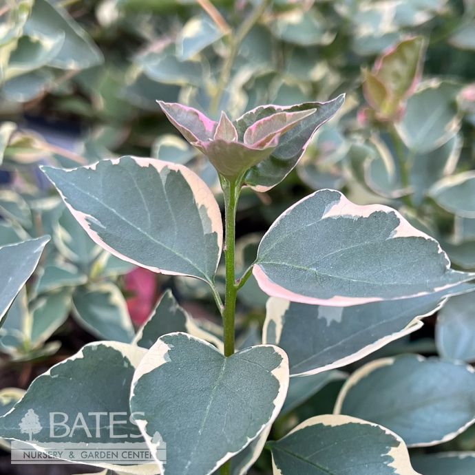 Tropical #2 Bougainvillea Bambino 'Claret Red' - No Warranty