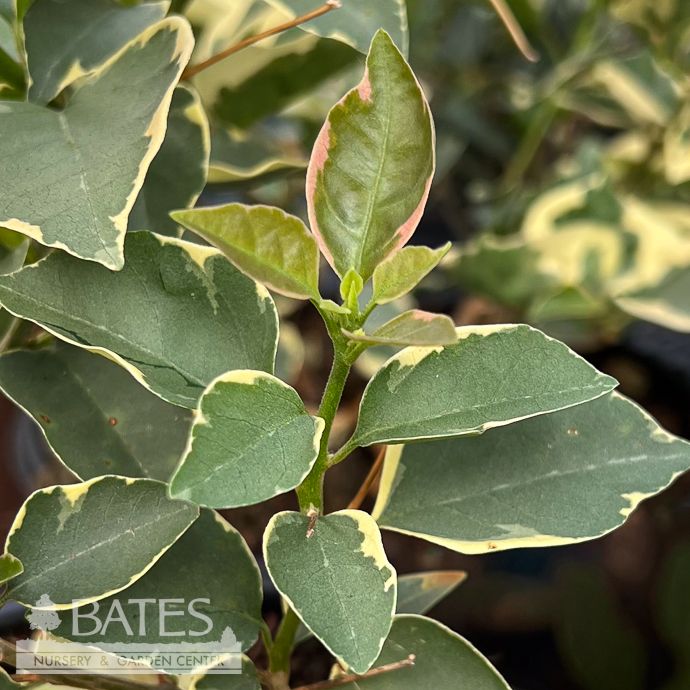 Tropical #2 Bougainvillea Bambino 'Variegated Orange' - No Warranty