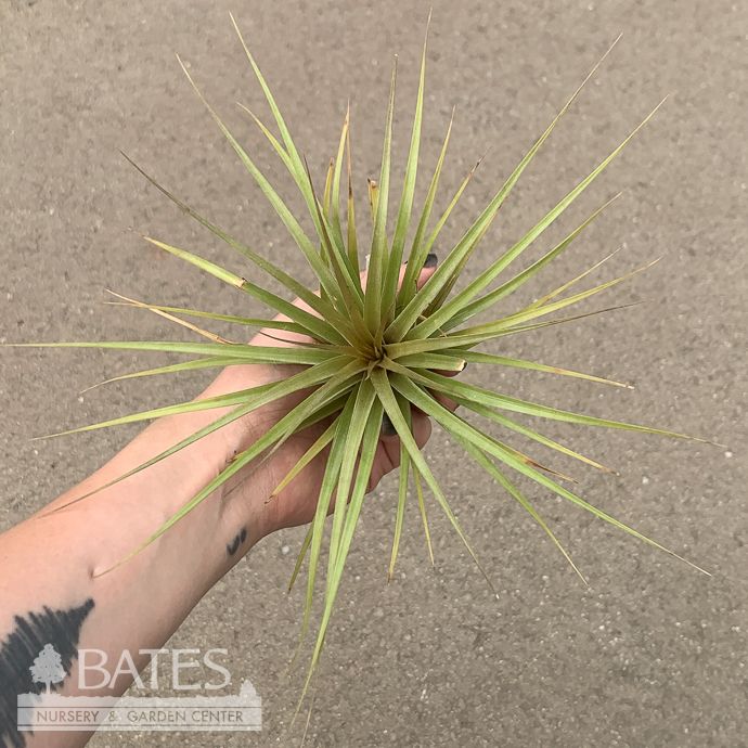 Tillandsia / Air Plant Vernicosa 3-5" each