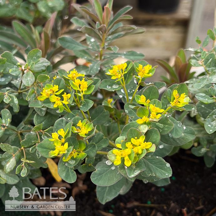 #1 Euphorbia Urge to Splurge/ Spurge
