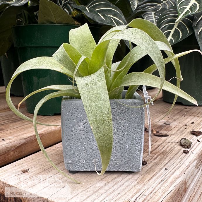 Tillandsia / Air Plant Samantha 5-7" each