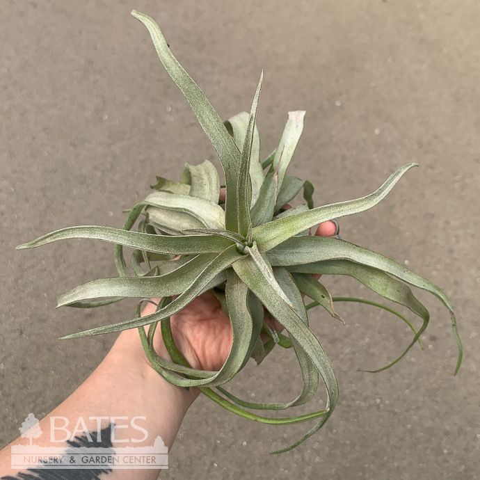Tillandsia / Air Plant Streptophylla 4-7" each