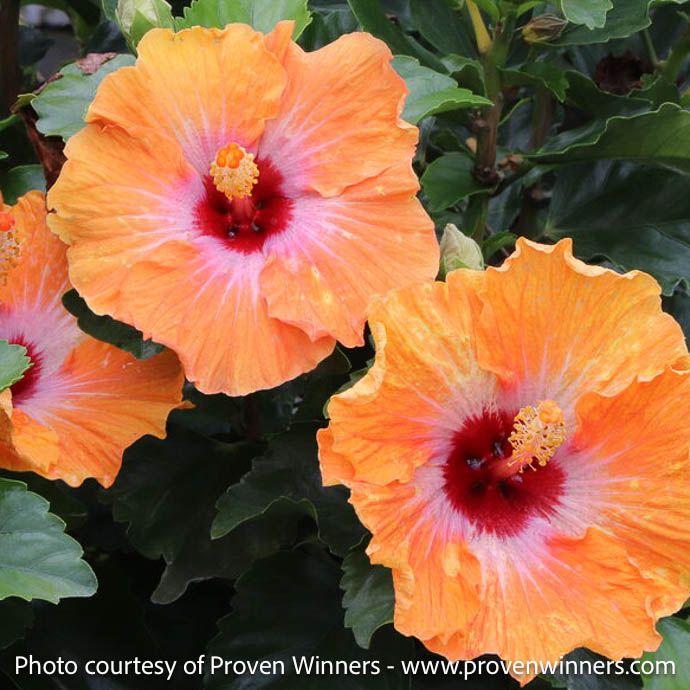 Tropical #2 Hibiscus PW Hollywood 'Heartthrob'/ Red