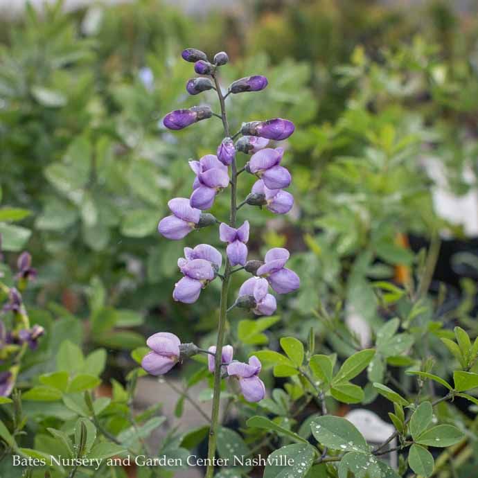 #1 Baptisia x Purple Smoke/ False Indigo
